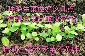 生菜出苗后，多浇这样的水，生菜又嫩又旺长势快，不死苗不黄叶视频封面