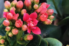 花蕾到花开。一簇花团红粉意，难得长寿寓满心。