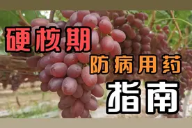 葡萄全年用药方案之硬核期防病防虫方案！种植户必备！