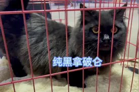 宠物市场非常少见的纯黑拿破仑矮脚公猫要价6000，这猫真是太黑了视频封面