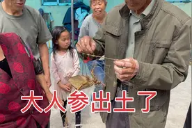 最大的人参也出土了，邻居跑来围观，参形长的真漂亮，能值个好价视频封面