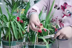 香雪兰花谢以后，剪去残花，一种果皮水浇灌，膨大种球年年开爆花视频封面