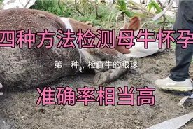 母牛是否怀孕，四种方法我们自己检测，准确率非常高视频封面