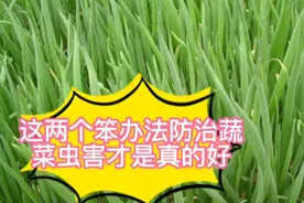 这两个笨办法防治蔬菜虫害才叫真好，啥害处没有，怎么用都行视频封面