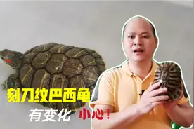 刻刀纹的龟需要注意龟的品种，巴西龟蜕壳会有变化，谨防上当！