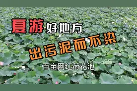 广东江门江海礼乐有个好地方【百亩荷花池】免费赏花赠送阳光