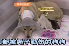 狗狗的颈部被绳子勒伤，还坚强的产下一窝狗崽视频封面