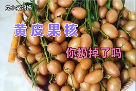 吃完的黄皮果核别扔掉用来煮水喝？果核原来价值这么高，好处多多