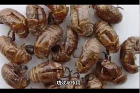 益母草的功效与作用，希望能够帮助到有需要的人视频封面