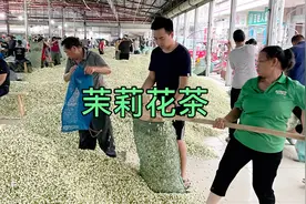 全国最大的茉莉花基地，90%茉莉花都产自这里，市场里面香气扑鼻视频封面