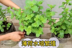 薄荷，很实用的香料植物，在家繁殖薄荷也很简单视频封面
