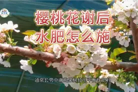 樱桃花期不要浇水，花期过后，浇水施肥很重要视频封面