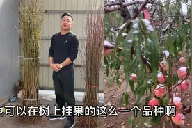 最早5月成熟的，还有最晚到下雪成熟的桃子，早中晚熟三个品种视频封面