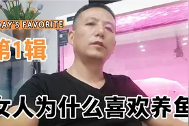 都市女人为什么越来越多人喜欢养鱼视频封面