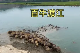 四川南充，实拍嘉陵江的“百牛渡江”，场面太壮观了！视频封面