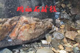 秦岭大山发现鸡血石矿线，这里有成片的五味子，板栗林风景独好视频封面