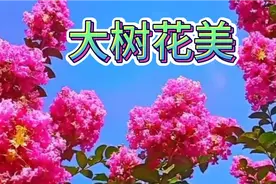 这些大树花真的太美了，而且五颜六色各有不同美丽花朵风景！漂亮视频封面