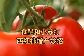 食醋和小苏打西红柿增产妙招，用上它西红柿结的又多又大还沙甜。视频封面