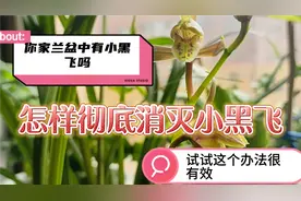 怎样彻底消灭兰盆中的小黑飞？试试这个办法很有效