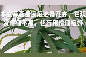 木立芦荟是家庭必备花卉，它观赏价值不高，但药用价值极好视频封面
