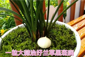 兰草黑斑病不要再喷药了，太麻烦。一粒大蒜治好兰草黑斑病视频封面