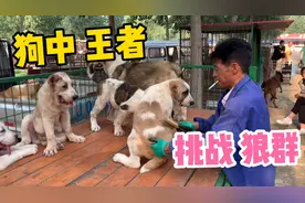 狗中的“王者”中亚牧羊犬，敢挑战狼群，从来不惹事，也不怕事！