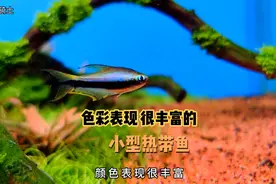 草缸里适合养的几种热带鱼，几近透明的身体骨骼心脏都能看的到..视频封面