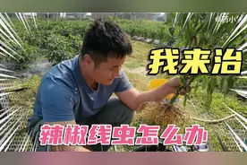 用鸡粪种植辣椒线虫太恐怖，根系像打结一样！视频封面