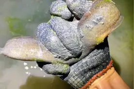 老板收购马口鱼一条30块，小伙一晚上抓到几十条，真的赚大了视频封面