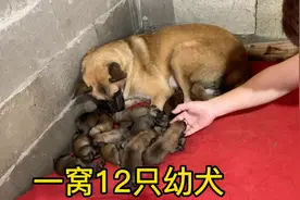 母马犬65天产下幼崽，一窝生的12只，刚好6公6母视频封面