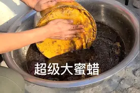 小五带大家体验一下蜂蜡是如何提炼的，过程很简单，一般人没见过视频封面