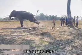 想要免费的游览车，看南亚地区如何驯服大象？大象不会束手就擒视频封面
