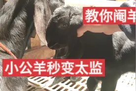 你知道怎么阉割小公羊吗？看看我是怎么做的。视频封面