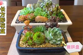 多肉植物组合，一个长方盆，几颗小多肉，做一个清新的装饰盆栽视频封面