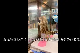 刚接回家的小奶猫一定要笼养吗？新手奶妈实战经验和你分享🥰👍