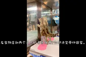 刚接回家的小奶猫一定要笼养吗？新手奶妈实战经验和你分享🥰👍