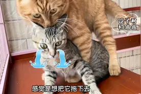收养的野猫变乖不少，对我不凶不打了，大猫咬疼它，它都不反抗！视频封面