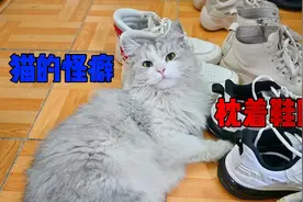 猫咪喜欢抱着鞋睡觉，把鞋拿开它就不高兴，这是什么怪癖！视频封面