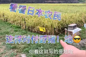 淳妈带大家看日本农村，野猪泛滥日本农民用电驱赶，看着挺危险视频封面