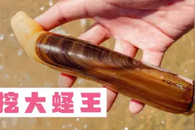 几百一斤的大蛏王，小崔赶海是这样抓出来的，真过瘾