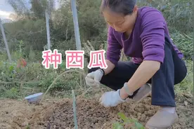 小红和宝哥去种西瓜，猫猫狗狗总动员，田间嬉闹根本停不下来……视频封面