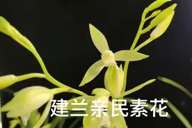 建兰价格亲民，开品优秀的素花……七仙女 三明鱼魫，经典分享。视频封面