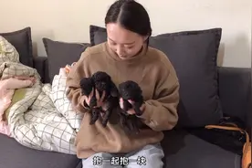 小妹家的泰迪满月了，抱在怀里黑不溜秋，竟然是灰泰迪价值不菲！