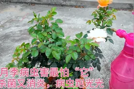 月季病虫害最怕“它”，经常喷一喷，杀菌又消炎，病虫跑光光。视频封面