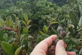 深圳满山野生捻子边吃边摘随便摘来了可以摘个满意为止