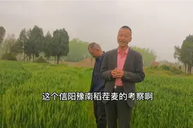 信阳冬闲田区种植稻茬麦考察固始站视频封面