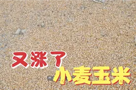 2023年4月11日，河南商丘，玉米止跌回涨，小麦价格便宜没人卖视频封面