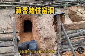 湖南美女山林创业养藏香猪，为节省成本让猪住窑洞，这方法真好视频封面