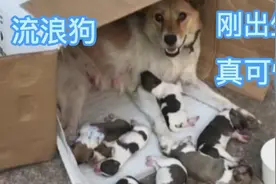 北京大爷自己舍不得吃肉，每天却买猪皮给流浪狗吃，很多人不理解视频封面