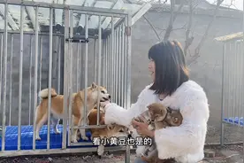 大柴犬看到主人抱着两只柴宝宝吃醋摇尾巴求抱抱视频封面